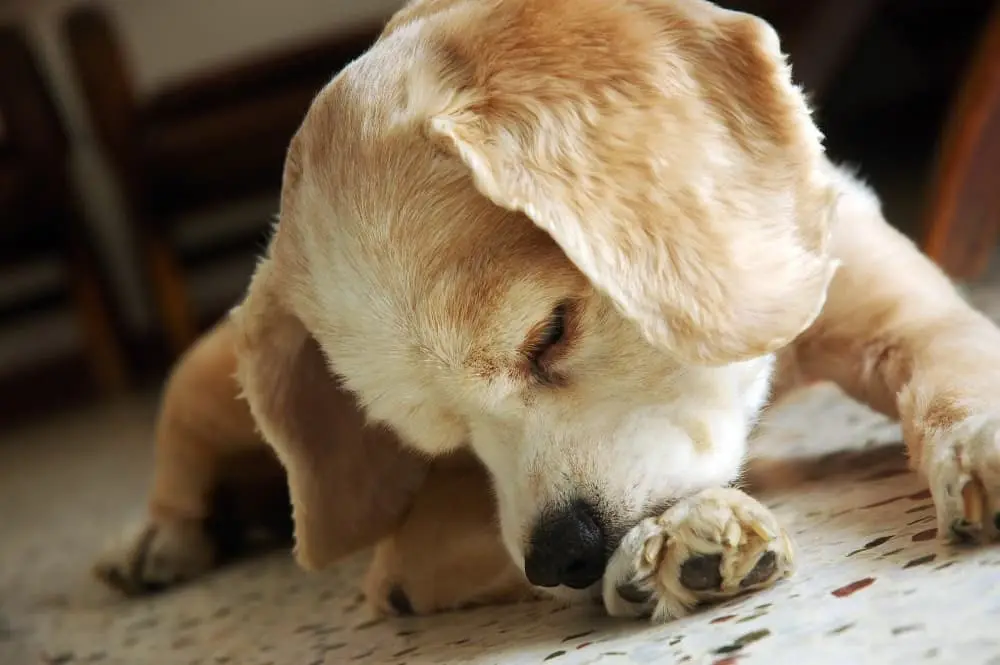 Canine top lice treatment